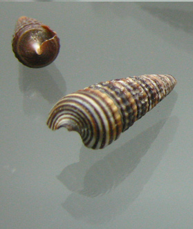 Cerithium sulcata, primer plano 03