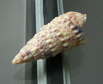 Rhinoclavis sinensis, primer plano