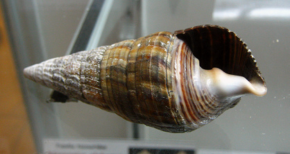 Terebralia palustris, primer plano