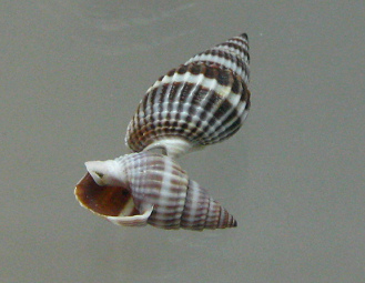 Nassarius margaritiferus, primer
                                  plano 02