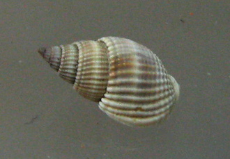 Nassarius crematus, primer plano