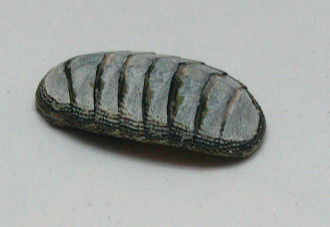 Chiton
                          sp, primer plano