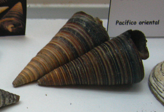 Telescopium telescopium, primer plano 03