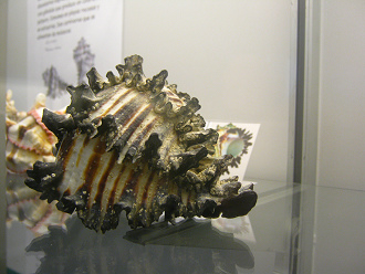 Hexaplex radix 03, vista de atr�s