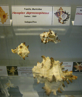 Hexaplex depressospinosus, vista
                                total