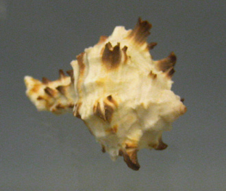 Hexaplex depressospinosus, primer
                                plano 03