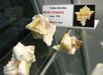 Murex brassica, Tafel