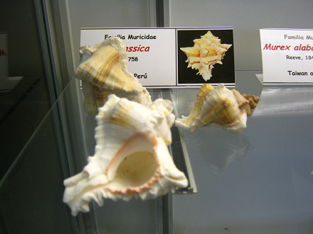 Murex brassica, vista total