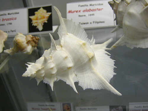 Murex alabaster, primer plano 01