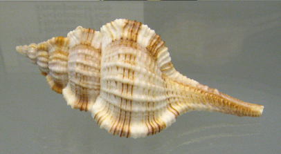 Murex hirasei, primer plano