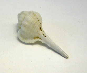 Murex hirasei, primer plano