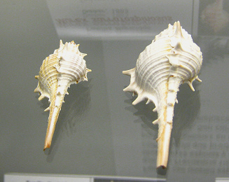 Murex sarratospinosus, primer plano