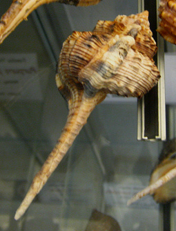 Murex haustellum, primer plano 01