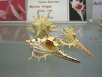 Murex trapa, primer plano 02