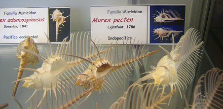 Murex pecten, Tafel