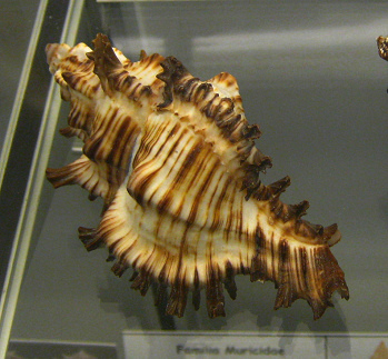 Chicoreus brunneus, primer plano 01