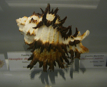 Chicoreus chicoreum, primer plano