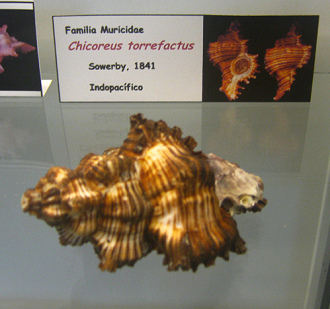 Chicoreus torrefactus, Tafel