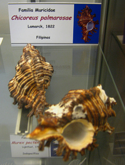 Chicoreus palmarosae