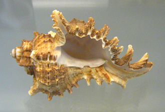 Chicoreus brevifrons, primer plano
                                01