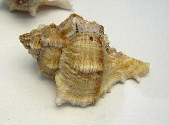 Chicoreus virgineus, primer plano 01