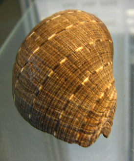 Purpura panama, primer plano