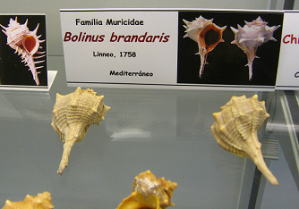 Bolinus brandaris, Tafel
