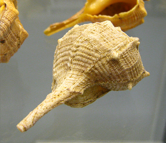 Bolinus brandaris, primer plano