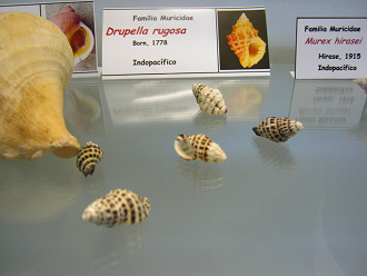 Drupella rugosa
