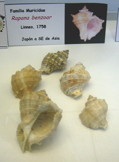 Rapana benzoar, vista total