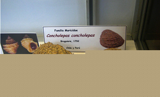 Concholepas concholepas