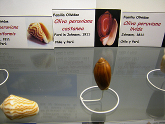 Oliva peruviana castanea