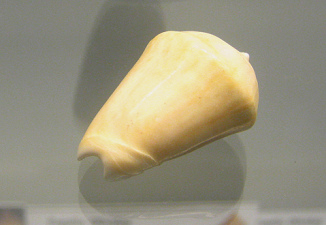 Oliva peruviana livida, primer plano