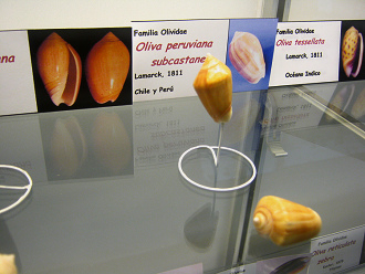 Oliva peruviana subcastane