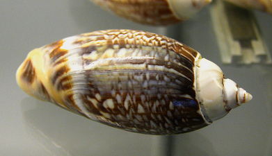 Oliva gibbosa, primer plano 02