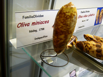 Oliva miniacea