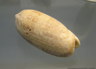 Oliva sayana, primer plano