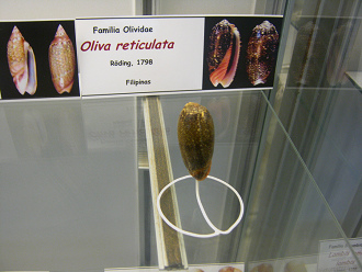 Oliva reticulata