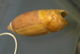 Agaronia biraghi, primer plano
                                  02