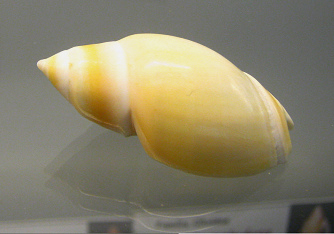 Ancilla glabrata, primer plano