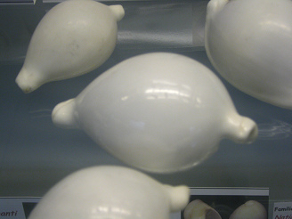 Ovula ovum, primer plano