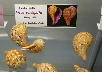 Ficus variegata