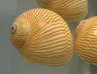 Natica lineata, primer plano 02