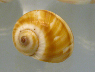 Natica vitellus, primer plano