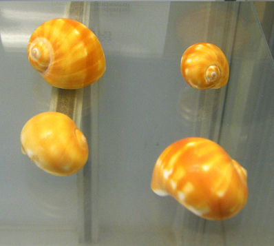 Natica stellata, primer plano 01, grupo