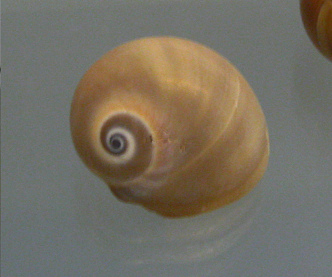 Polinices didyma, primer plano 02