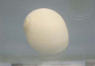 Polinices peselephanti, primer plano