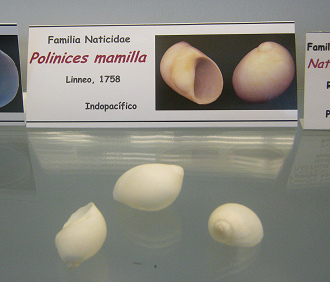 Polinices mamilla