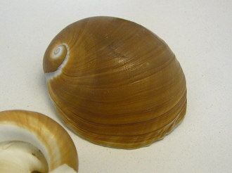 Neverita albumen, primer plano