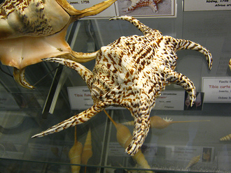 Lambis chiragra, primer plano 01